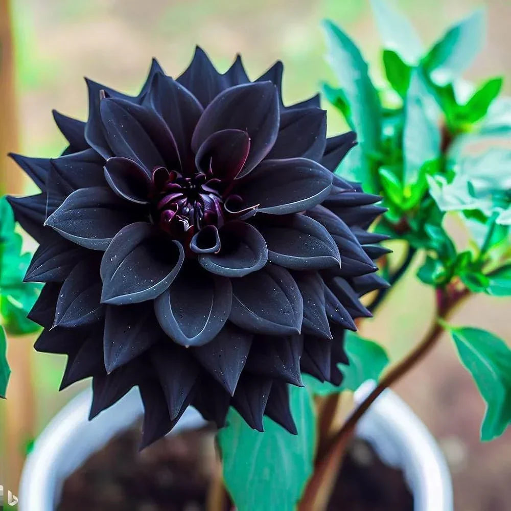 Premium Black Pompon Dahlia Flower seeds for Planting Shade Tolerant, Heirloom & GMO Free Seeds for Home Garden seeds