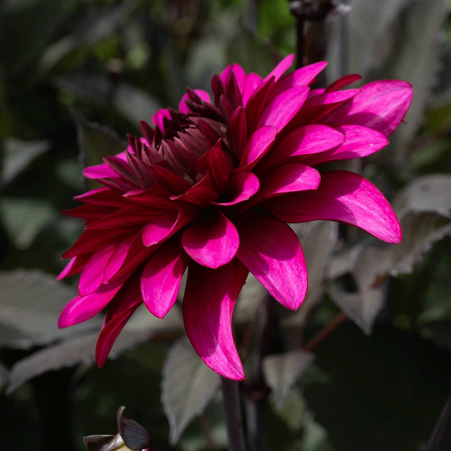 Dark Purple Dahlia Flower Seeds for Planting