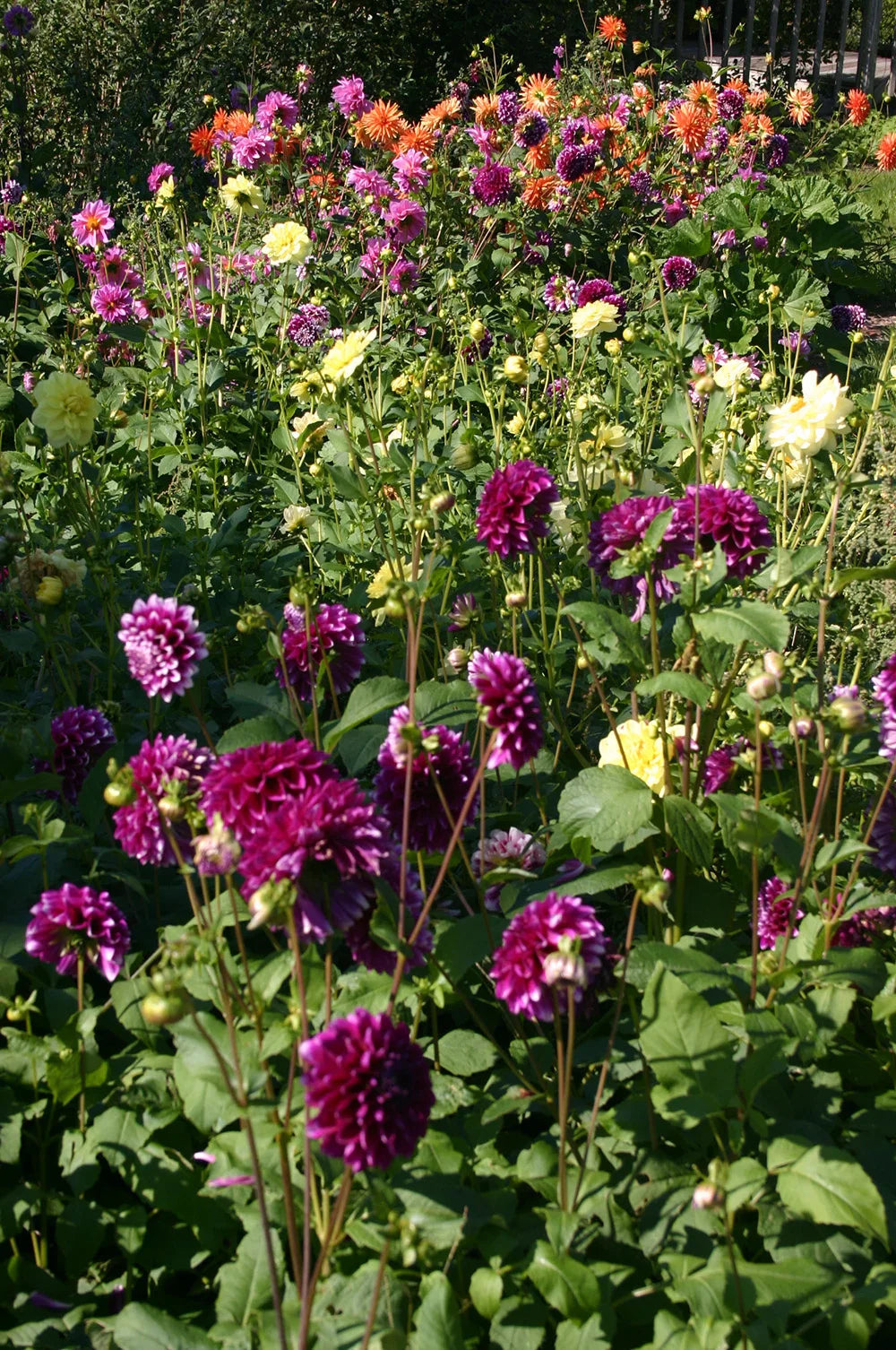 Heirloom (Heirloom Dahlias) seeds for planting in home garden