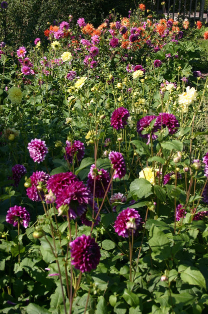 Heirloom (Heirloom Dahlias) seeds for planting in home garden