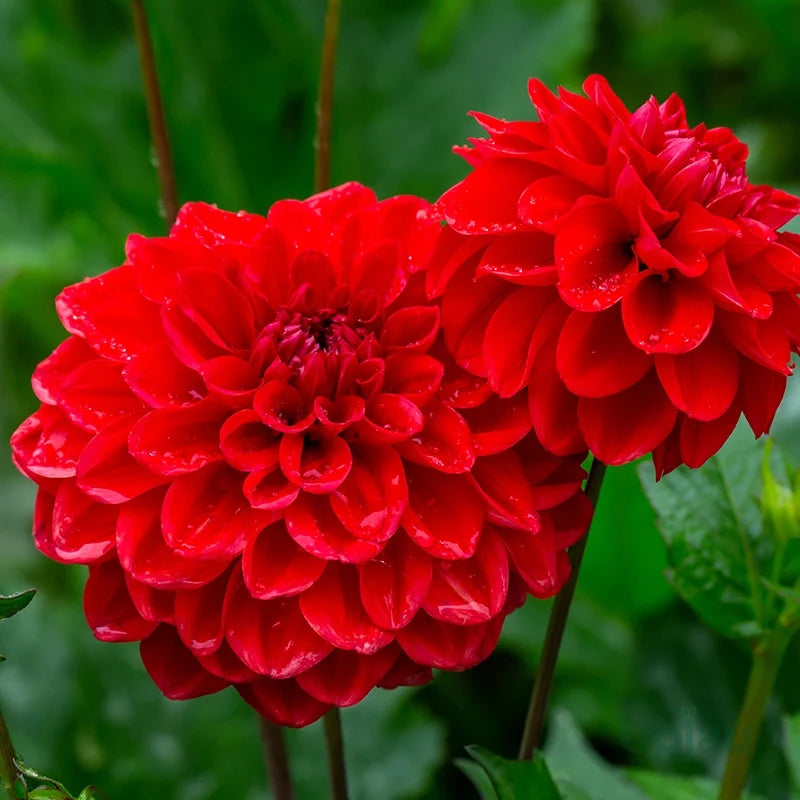 High quality Deep Red Dahlia Flower seeds for Planting Shade Tolerant, Heirloom & GMO Free Seeds for Home Garden seeds pack
