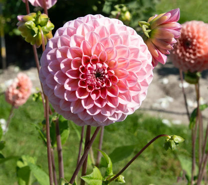 Heirloom Dahlia Flower seeds for Planting Vibrant Colors Heirloom & GMO Free Seeds for Home Garden