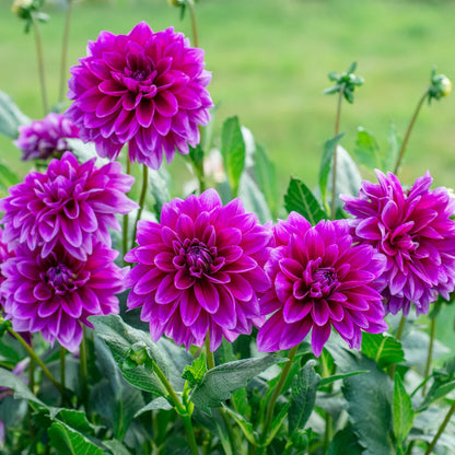 Dark Purple Dahlia Flower Seeds for Planting