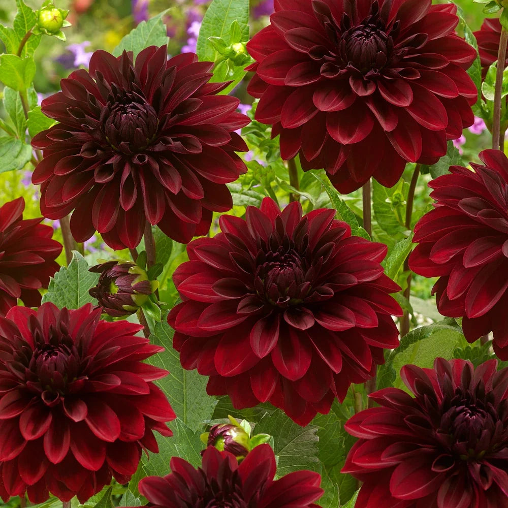 Arabian Night Dahlia Flower seeds for Planting Wildflower Mix, Heirloom & GMO Free Seeds for Home Garden Sale vegetable and garden seeds