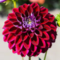 Arabian Night Dahlia Flower seeds for Planting Wildflower Mix, Heirloom & GMO Free Seeds for Home Garden Sale seeds for planting