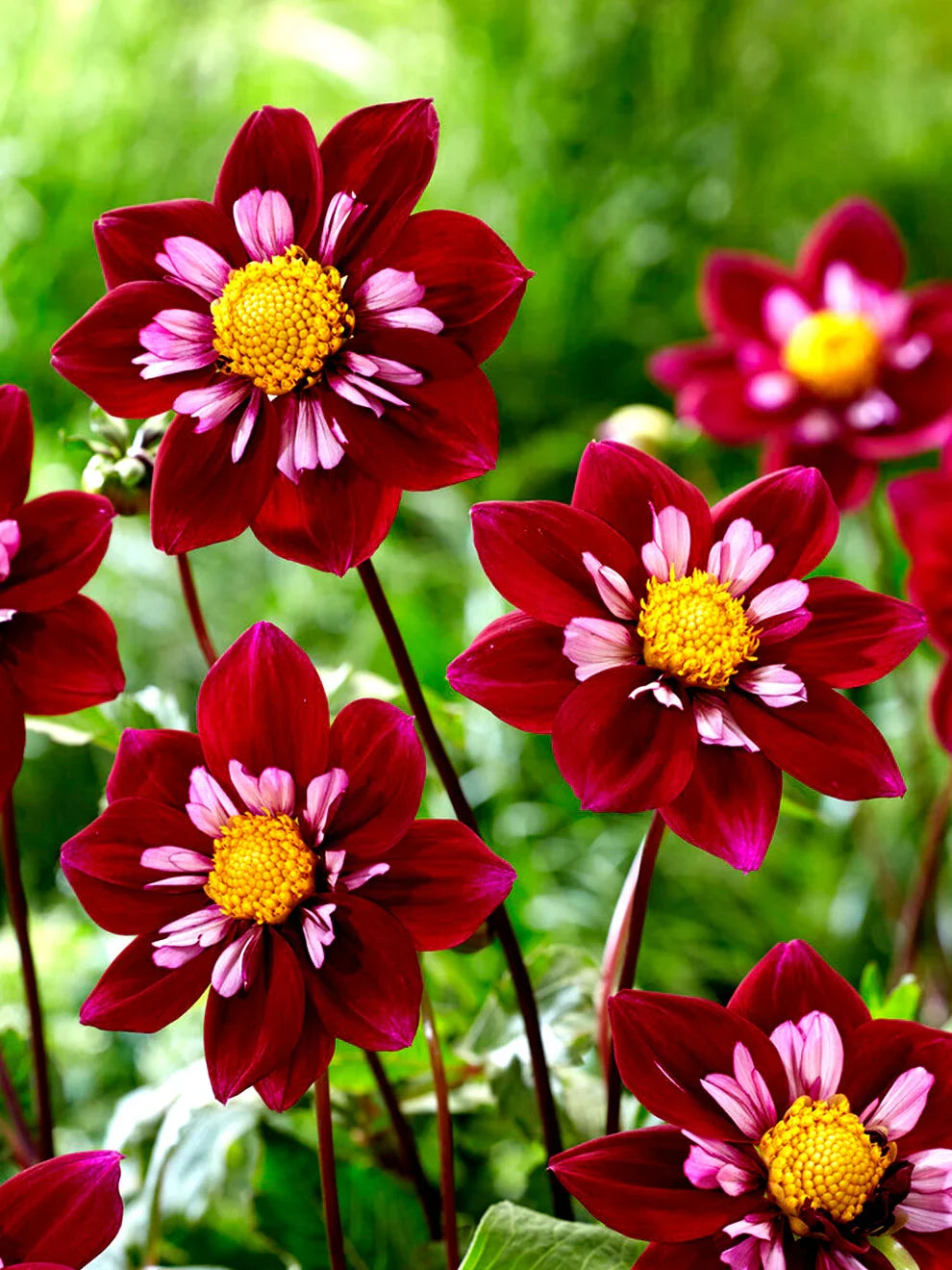 Premium Night Butterfly Dahlia Flower seeds for Planting Shade Tolerant, Heirloom & GMO Free Seeds for Home Garden seeds