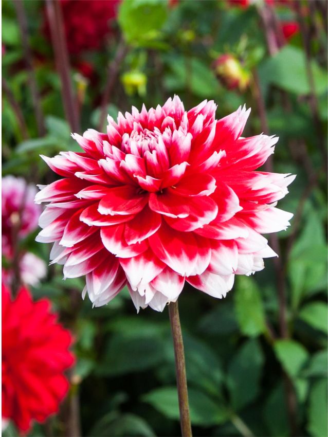 High quality Deep Red White Chrysanthemum Flower seeds for Planting Compact Growth, Heirloom & GMO Free Seeds for Home Garden seeds pack