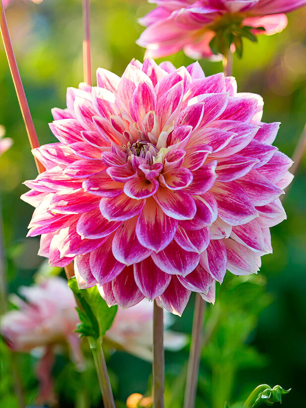 Premium Zinnia White Pink Flower seeds for Planting Garden Favorite, Heirloom & GMO Free Seeds for Home Garden seeds