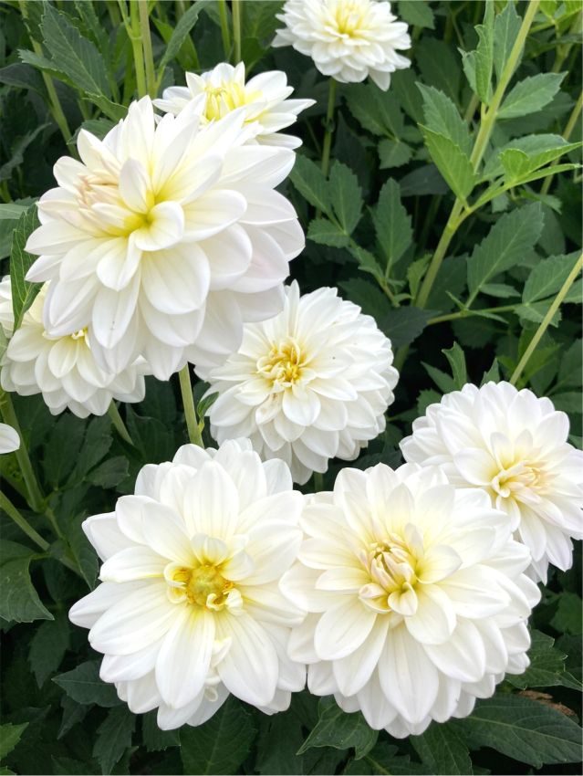 High quality White Swan Dahlia Flower seeds for Planting Easy to Grow, Heirloom & GMO Free Seeds for Home Garden seeds pack