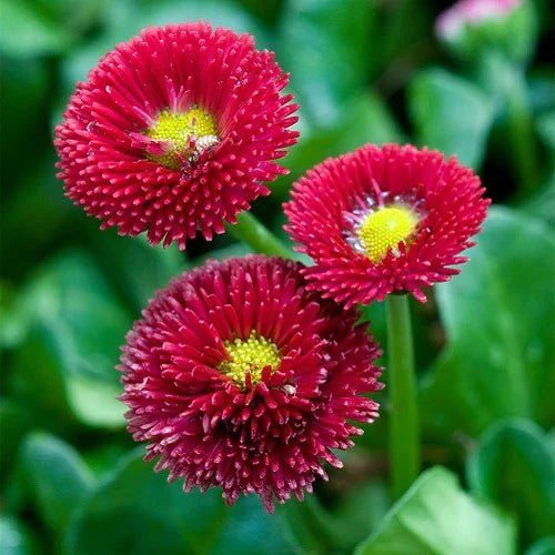 Red Bellis Flower seeds for Planting Bright Blooms, Heirloom & GMO Free Seeds for Home Garden vegetable and garden seeds
