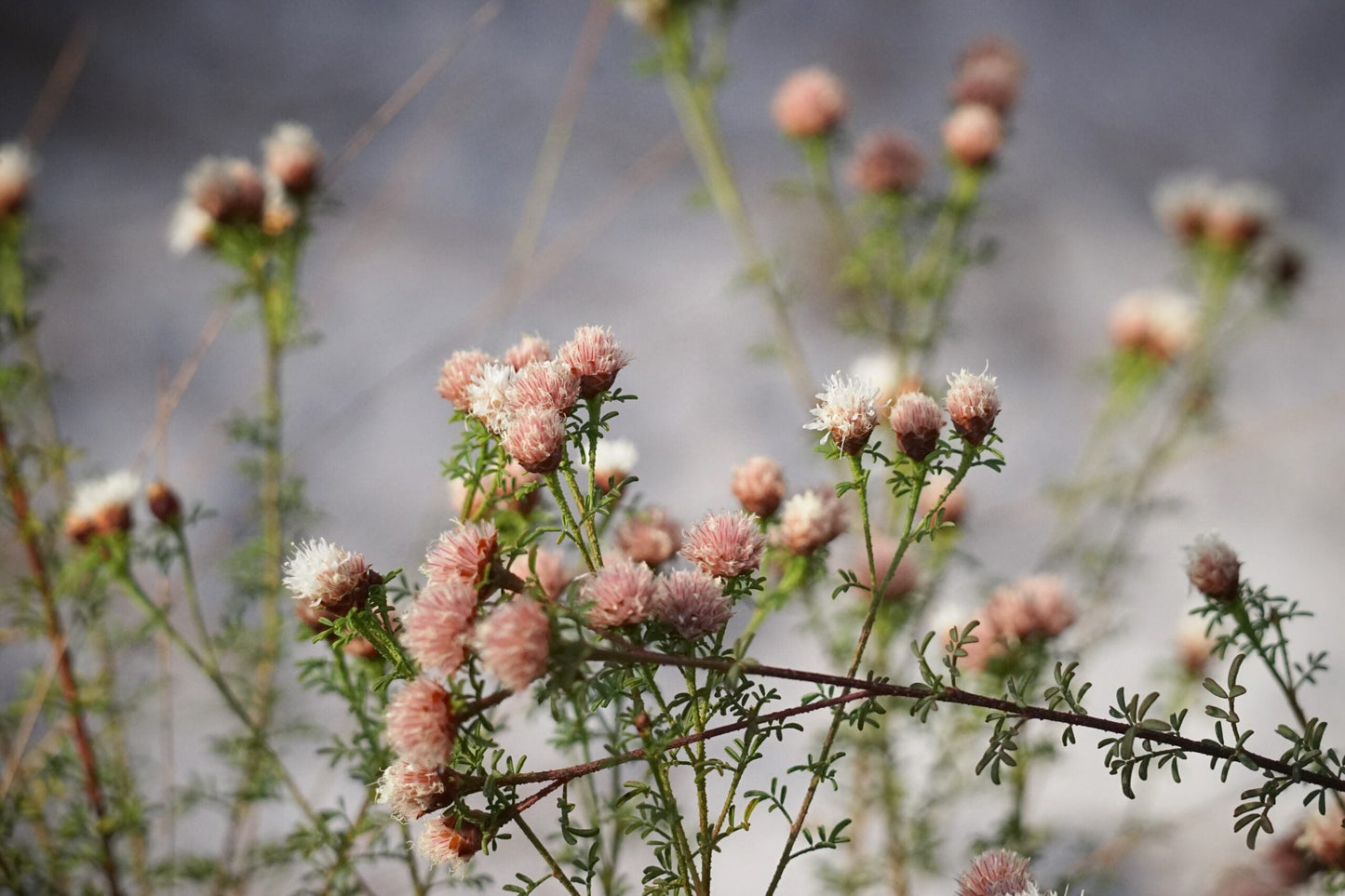 Dalea Pinnata Flower seeds for Planting - Compact Growth, Heirloom & GMO Free Seeds for Home Garden