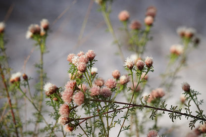 Dalea Pinnata Flower seeds for Planting - Compact Growth, Heirloom & GMO Free Seeds for Home Garden