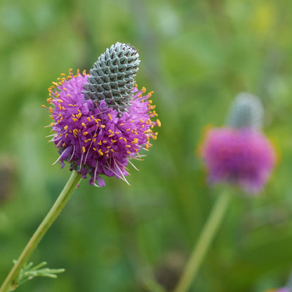Dalea Purpurea Flower seeds for Planting Drought Tolerant Heirloom & GMO Free Seeds for Home Garden