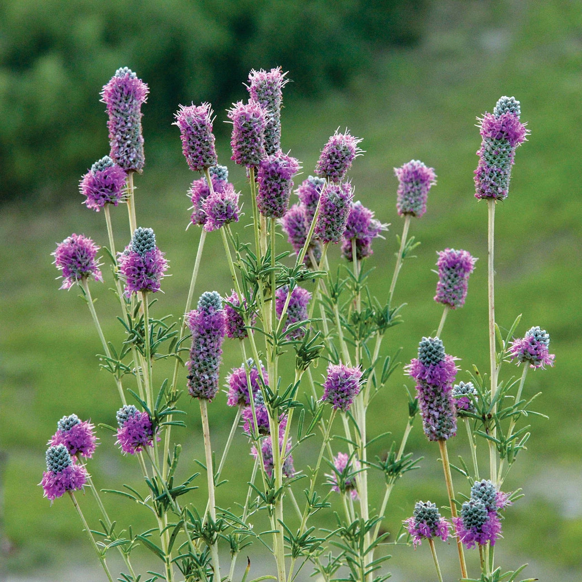 Dalea Purpurea Flower seeds for Planting Wildflower Mix Heirloom & GMO Free Seeds for Home Garden