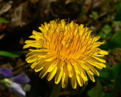 Dandelion Flower seeds for Planting Colorful Display Heirloom & GMO Free Seeds for Home Garden