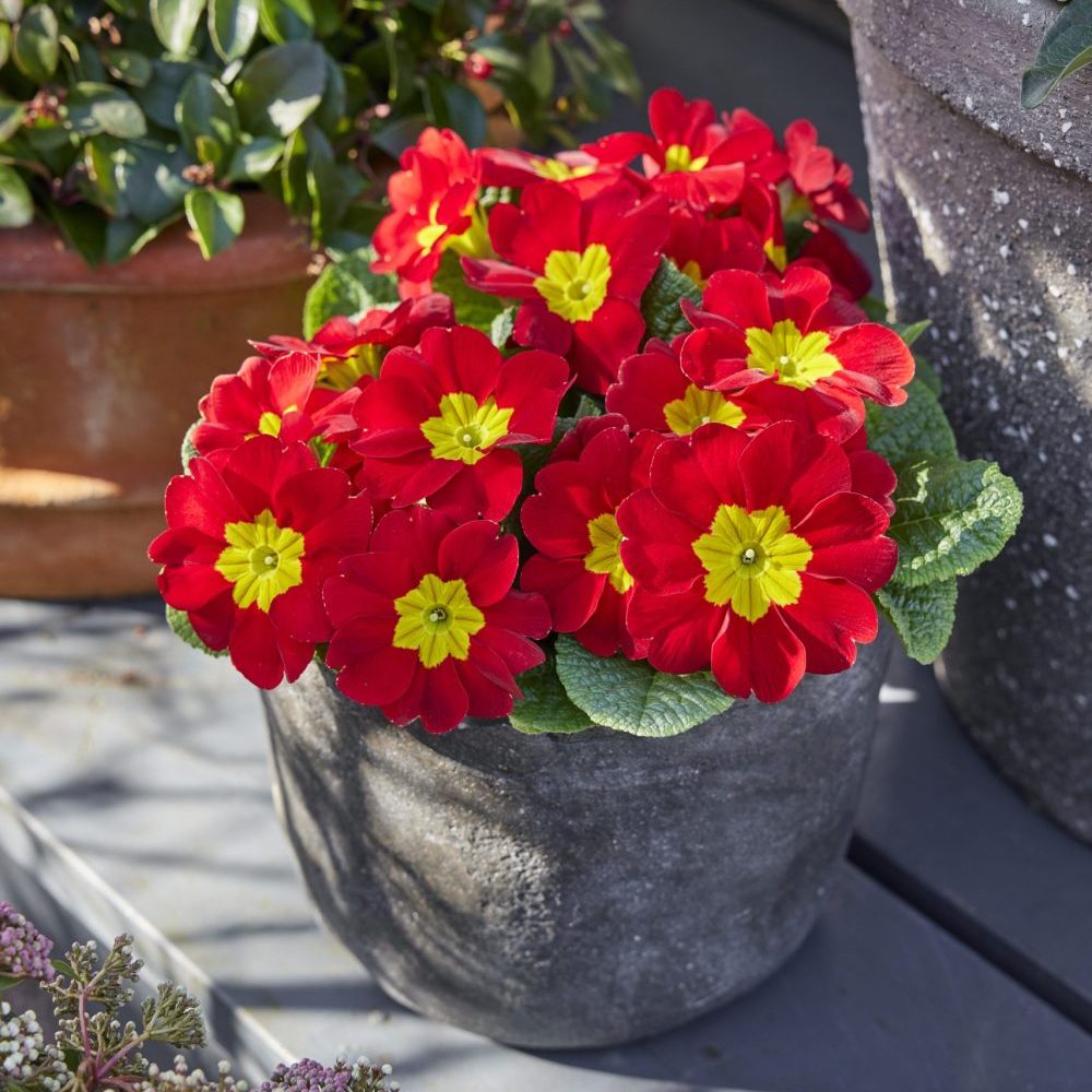 High quality Yellow Red Danova Copper Flower seeds for Planting Premium Quality, Heirloom & GMO Free Seeds for Home Garden seeds pack