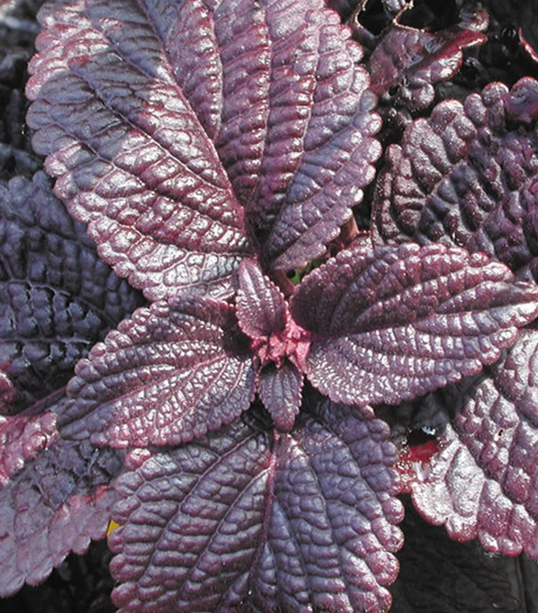 Black Coleus Flower seeds for Planting Colorful Display, Heirloom & GMO Free Seeds for Home Garden vegetable and garden seeds
