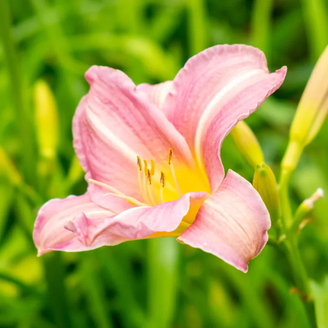 Daylily Flower Seeds Flower seeds for Planting Easy to Grow Heirloom & GMO Free Seeds for Home Garden