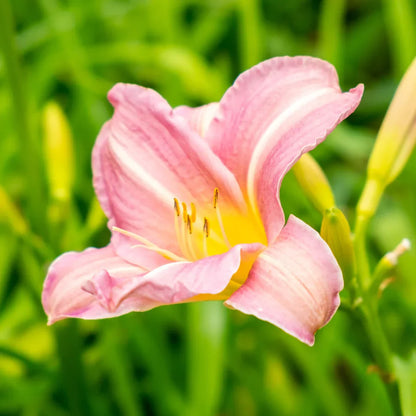 Daylily Flower Seeds Flower seeds for Planting Easy to Grow Heirloom & GMO Free Seeds for Home Garden