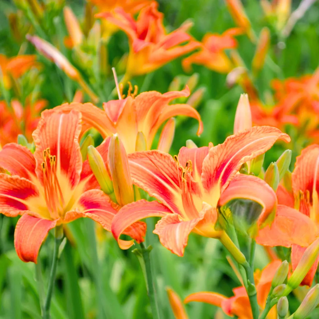 Orange Hemerocallis Flower seeds for Planting Fragrant Blossoms, Heirloom & GMO Free Seeds for Home Garden vegetable and garden seeds