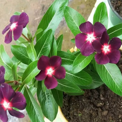 Periwinkle Flower seeds for Planting - Cut Flower Favorite, Heirloom & GMO Free Seeds for Home Garden