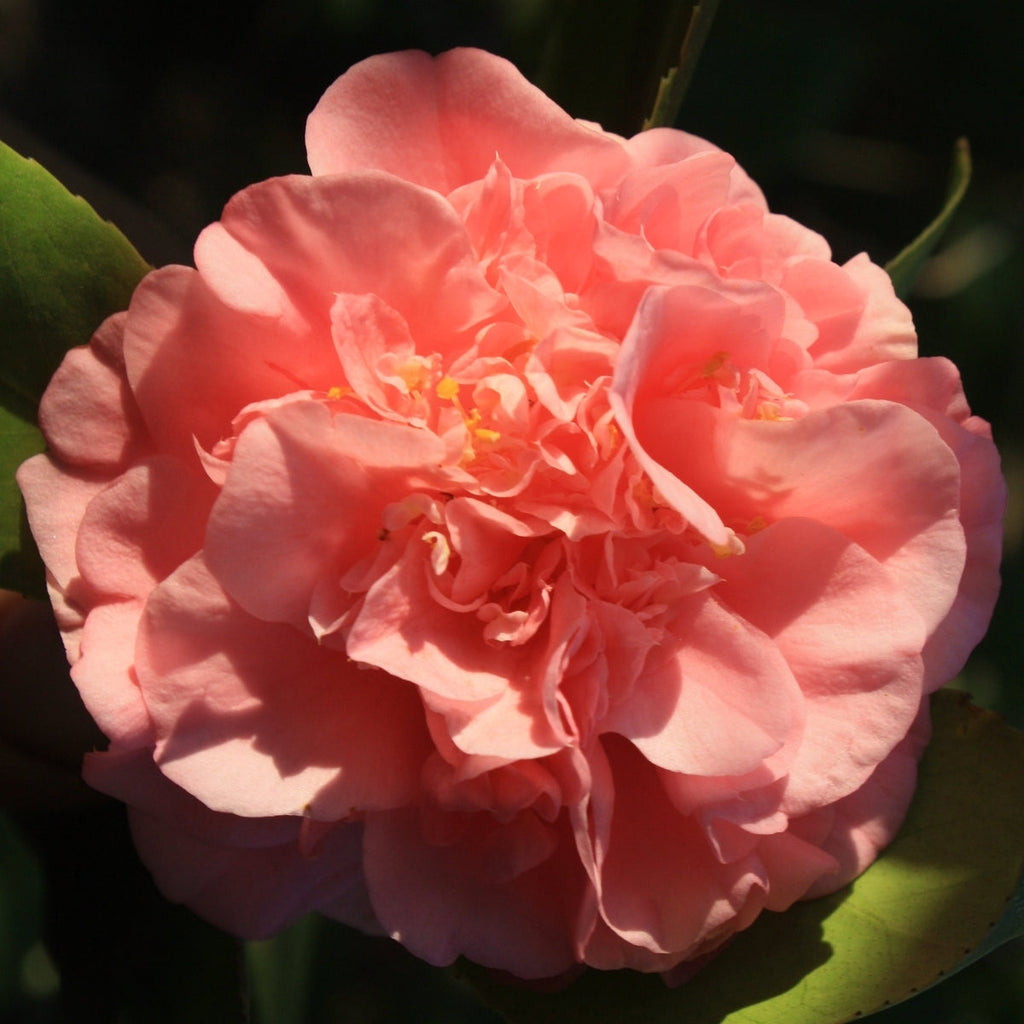 Pink Orange Camellia Flower seeds for Planting Low Maintenance, Heirloom & GMO Free Seeds for Home Garden seeds for planting