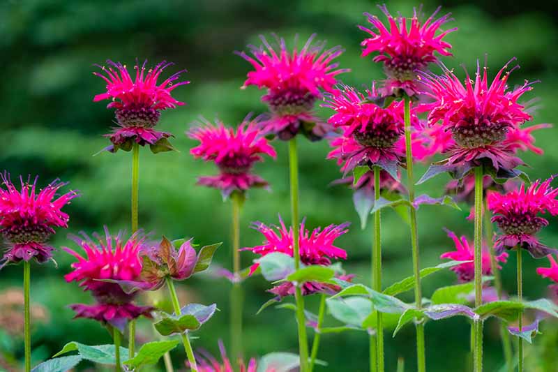 Beebalm Flower seeds for Planting Garden Favorite Heirloom & GMO Free Seeds for Home Garden