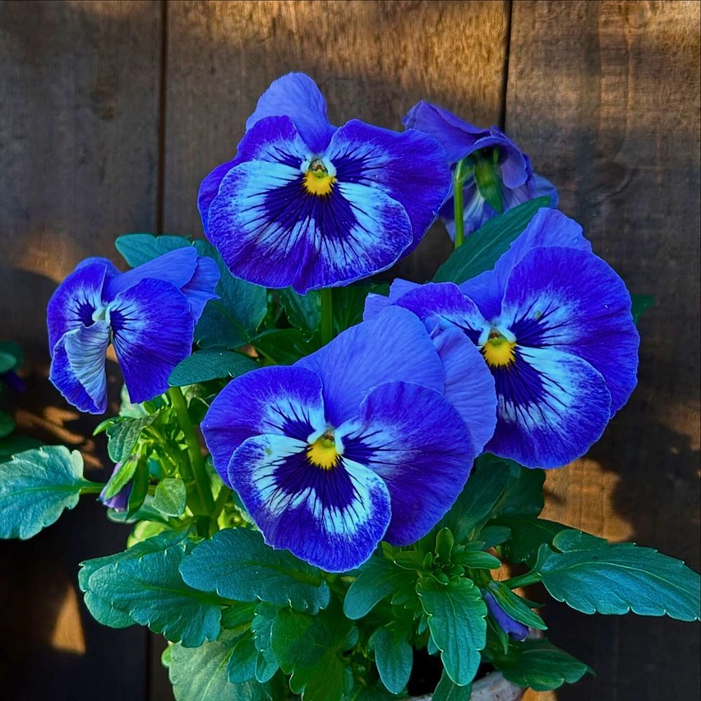 Pansy Flower seeds for Planting, Garden Favorite Heirloom & GMO Free Seeds for Home Garden