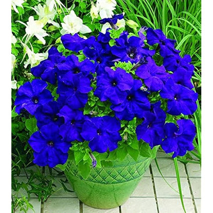 Vibrant Deep Blue Petunia Garden Blooms