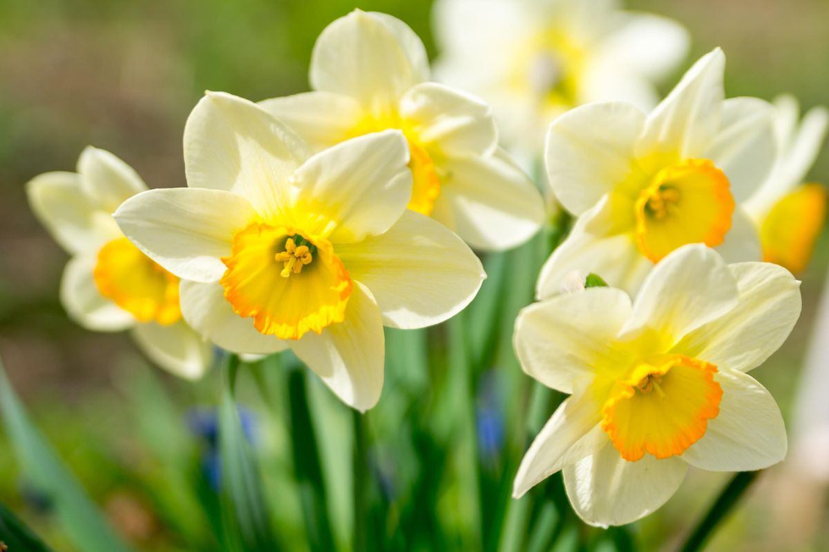 White Daffodil Flower Seeds For Easy Planting