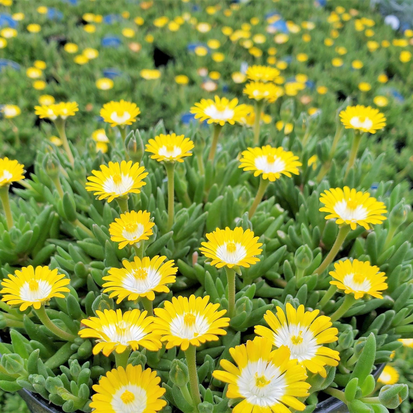 Delosperma Flower seeds for Planting Pollinator Friendly Heirloom & GMO Free Seeds for Home Garden