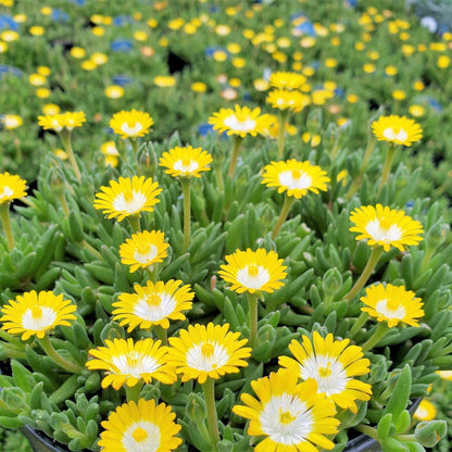 Delosperma Flower seeds for Planting Pollinator Friendly Heirloom & GMO Free Seeds for Home Garden