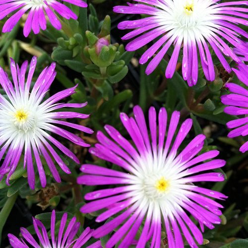 High quality Mittagsblume Flower seeds for Planting Fragrant Blossoms, Heirloom & GMO Free Seeds for Home Garden seeds pack