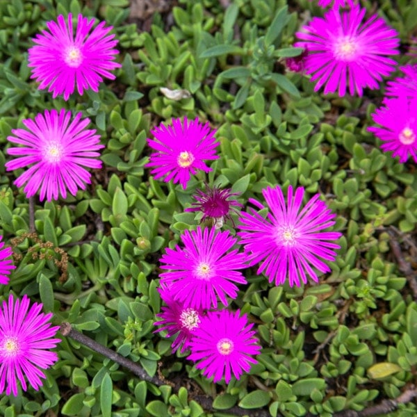Delosperma Flower seeds for Planting Vibrant Colors Heirloom & GMO Free Seeds for Home Garden