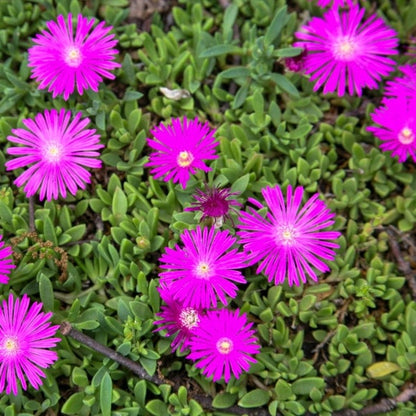Delosperma Flower seeds for Planting Vibrant Colors Heirloom & GMO Free Seeds for Home Garden