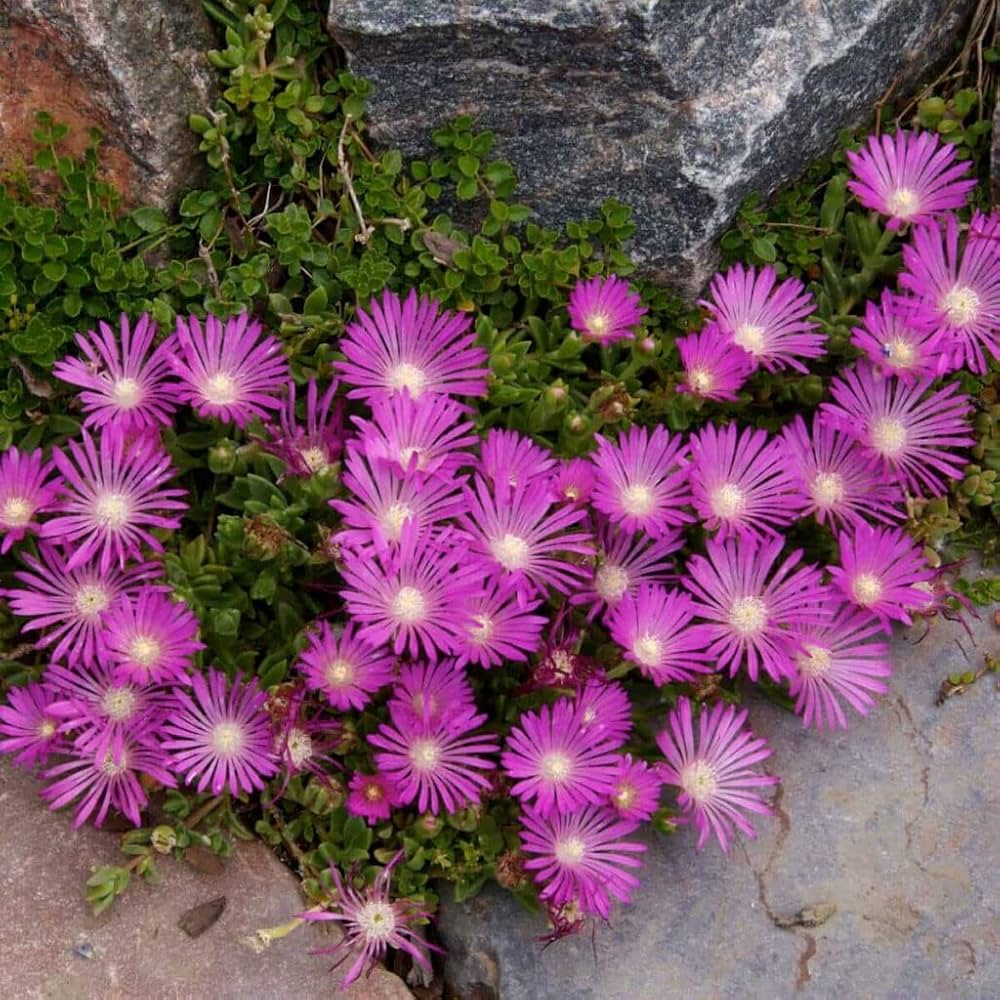 Delosperma Cooperi Succulent Flower Seeds