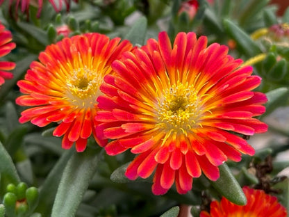 Delosperma Carmine Flower seeds for Planting Perfect for Borders Heirloom & GMO Free Seeds for Home Garden