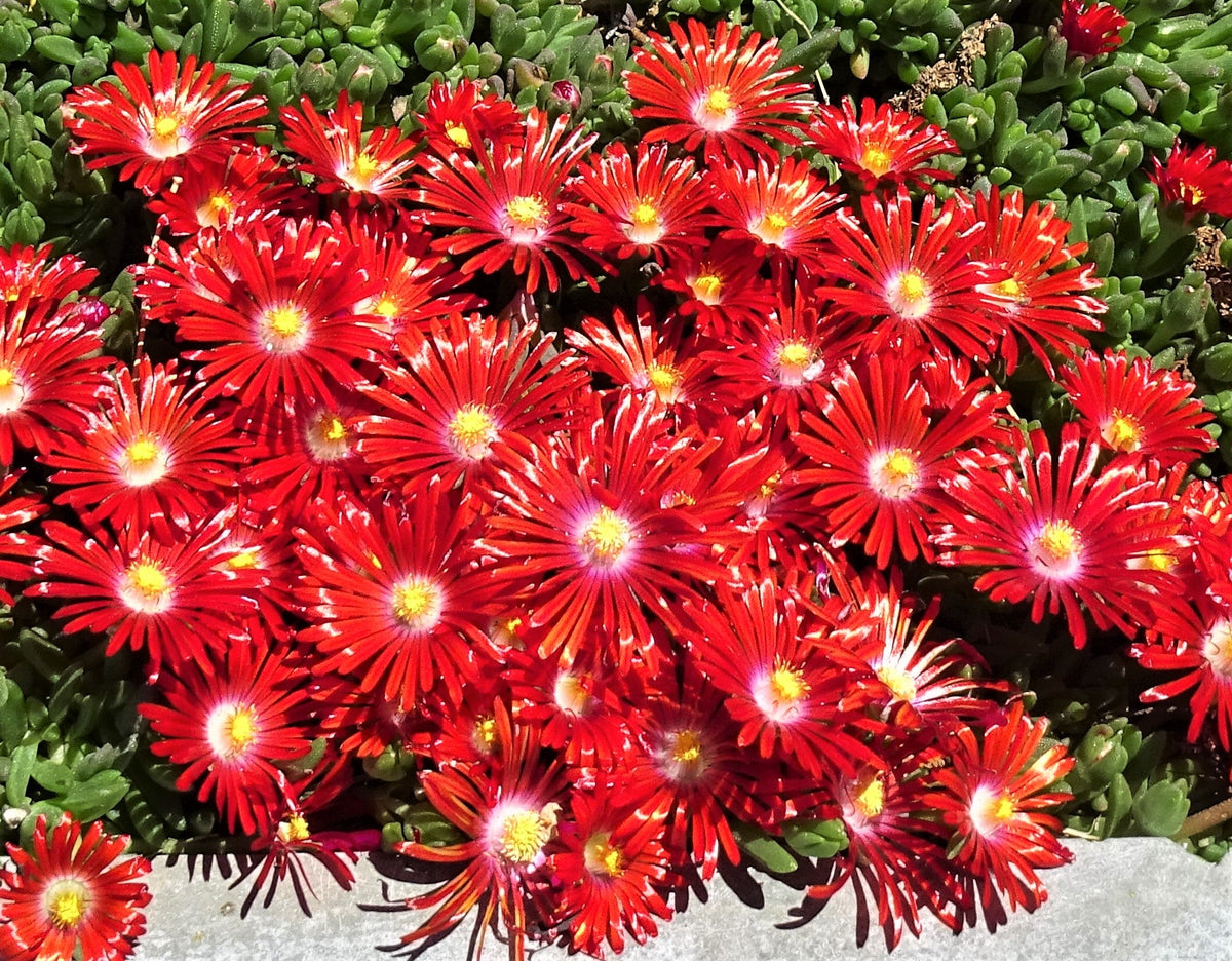 Delosperma Carmine Flower seeds for Planting Perfect for Borders Heirloom & GMO Free Seeds for Home Garden