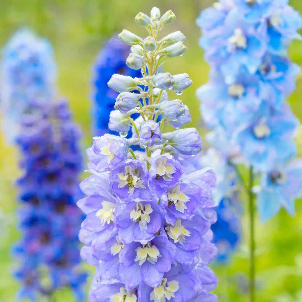 Delphinium Lavender Flower seeds for Planting - Perfect for Borders, Heirloom & GMO Free Seeds for Home Garden