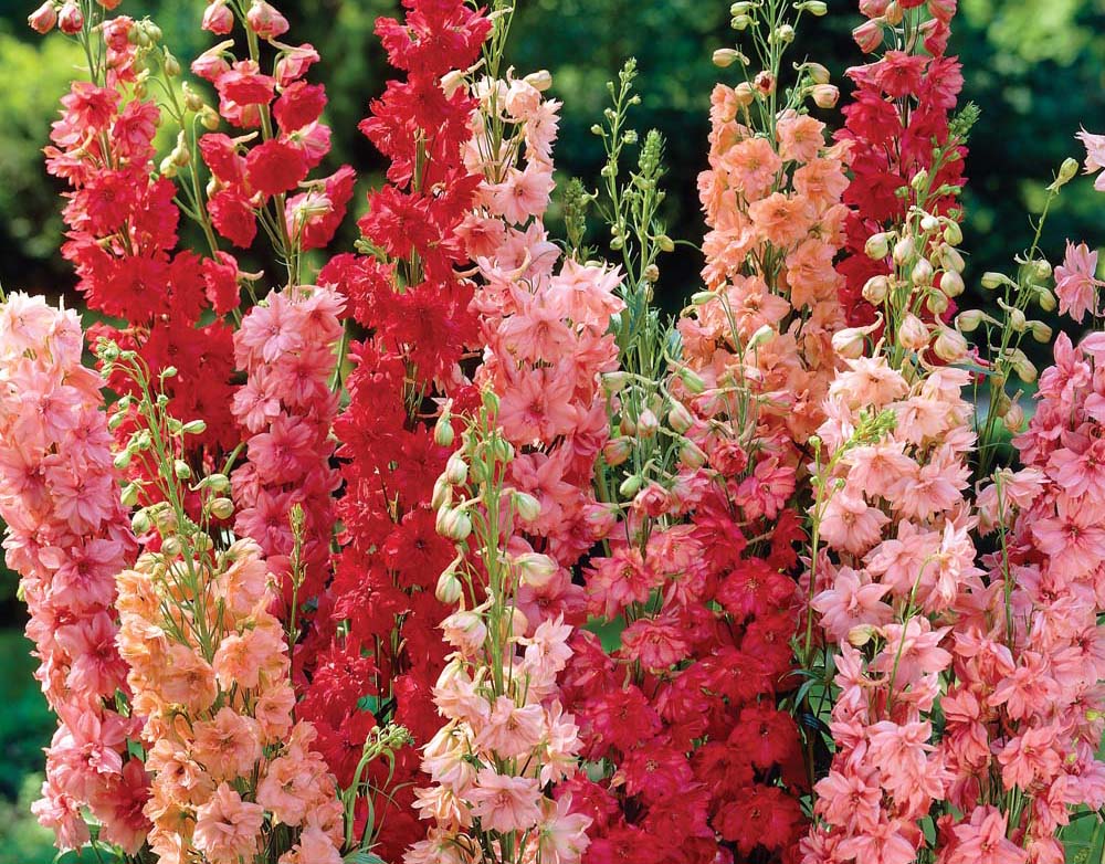 Peach Matthiola Incana Flower seeds for Planting Low Maintenance, Heirloom & GMO Free Seeds for Home Garden vegetable and garden seeds