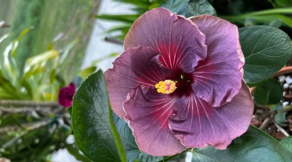 Purple Rainbow Hibiscus Flower Seeds For Planting - Add Exotic Flair To Your Garden With Colorful