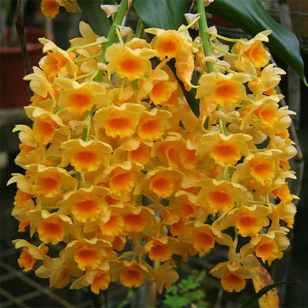 High quality Yellow Densiflorum Flower seeds for Planting Perfect for Borders, Heirloom & GMO Free Seeds for Home Garden seeds pack