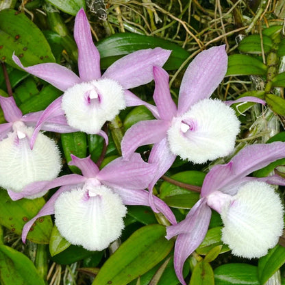 Dendrobium Aphyllum Flower seeds for Planting Long Bloom Season Heirloom & GMO Free Seeds for Home Garden