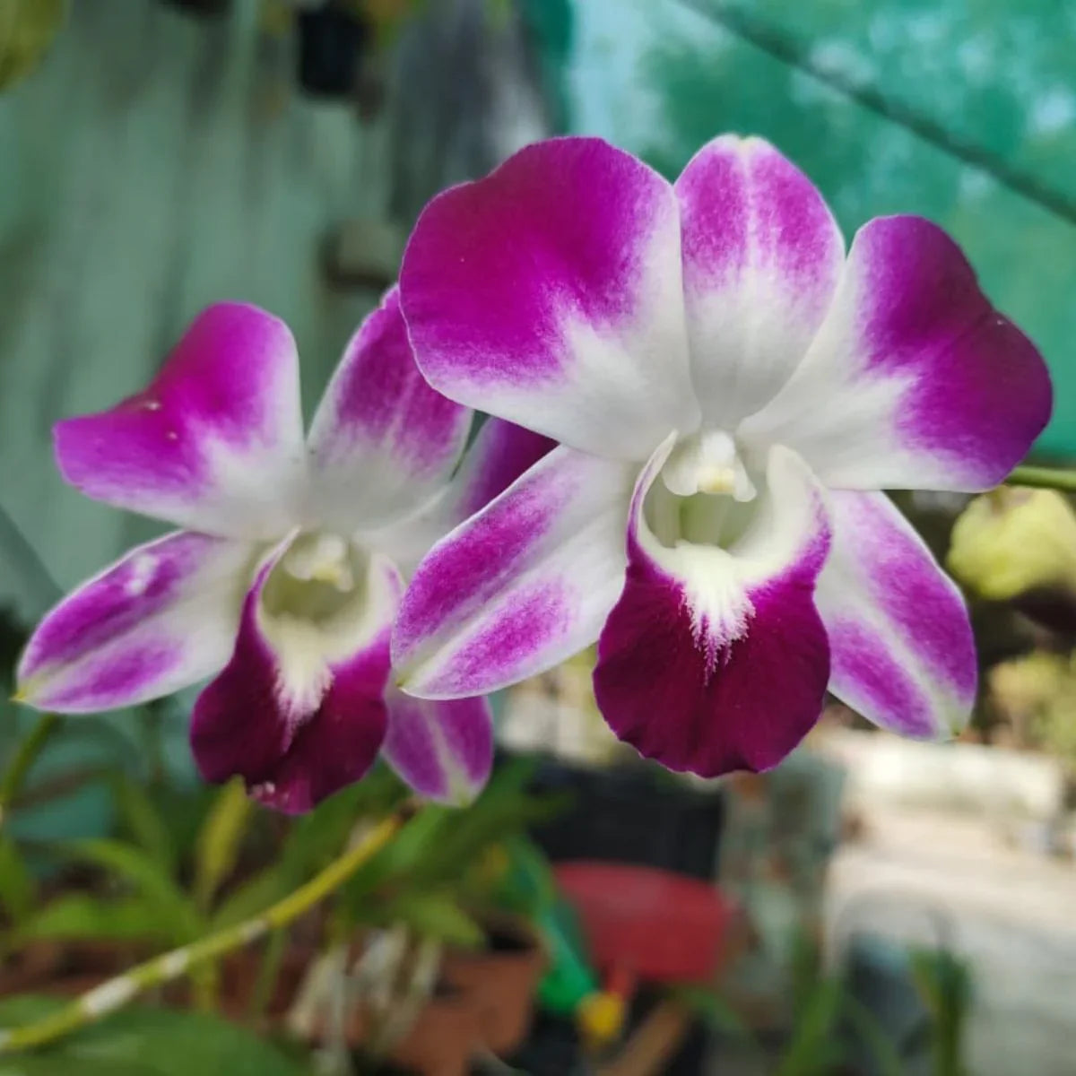 Premium Multi Colored Dendrobium Flower seeds for Planting Low Maintenance, Heirloom & GMO Free Seeds for Home Garden seeds