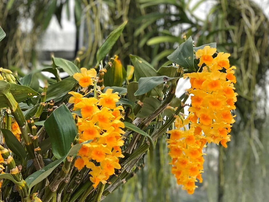 Yellow Densiflorum Flower seeds for Planting Perfect for Borders, Heirloom & GMO Free Seeds for Home Garden vegetable and garden seeds
