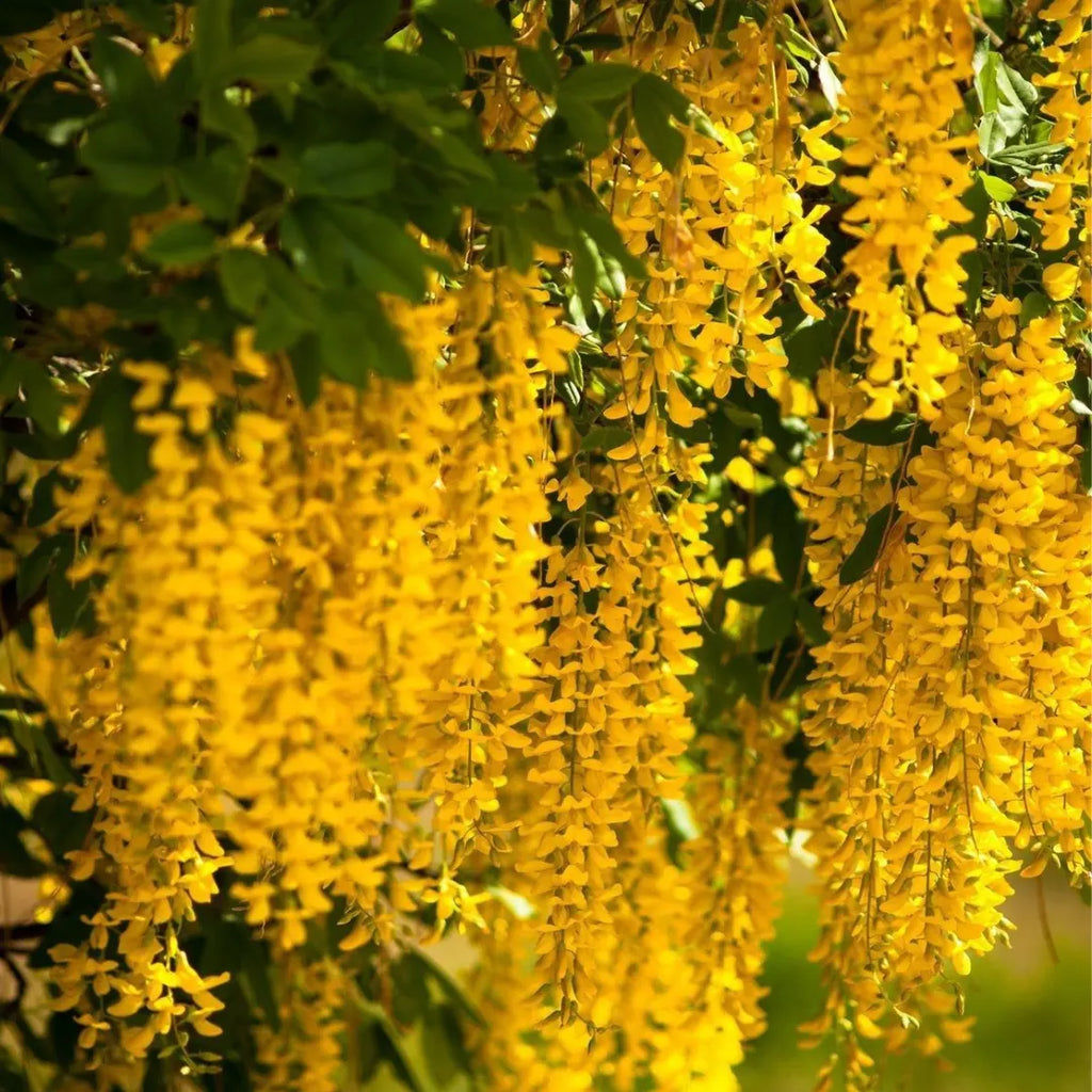 Premium Yellow Anagyroides Flower seeds for Planting Seasonal Bloomer, Heirloom & GMO Free Seeds for Home Garden seeds