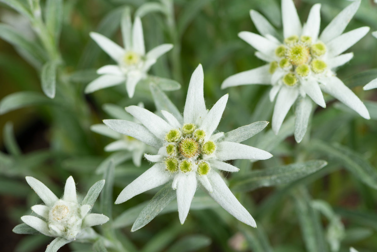 Heirloom Edelweiss Flower seeds for Planting Perfect for Borders Heirloom & GMO Free Seeds for Home Garden