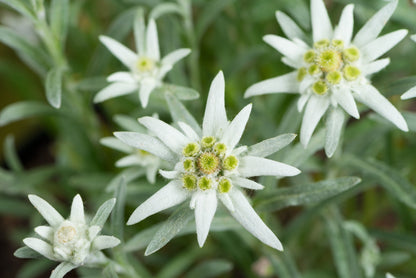 Heirloom Edelweiss Flower seeds for Planting Perfect for Borders Heirloom & GMO Free Seeds for Home Garden
