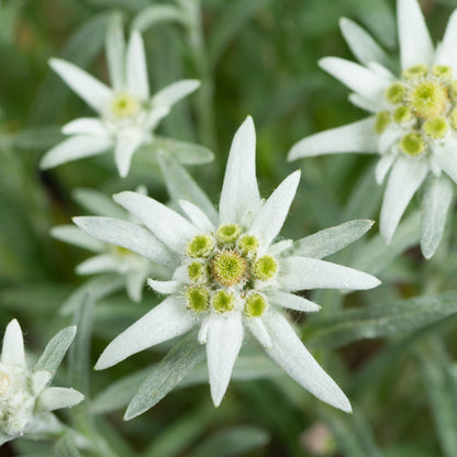 Edelweiss (Edelweiss Flower) seeds for planting in home garden