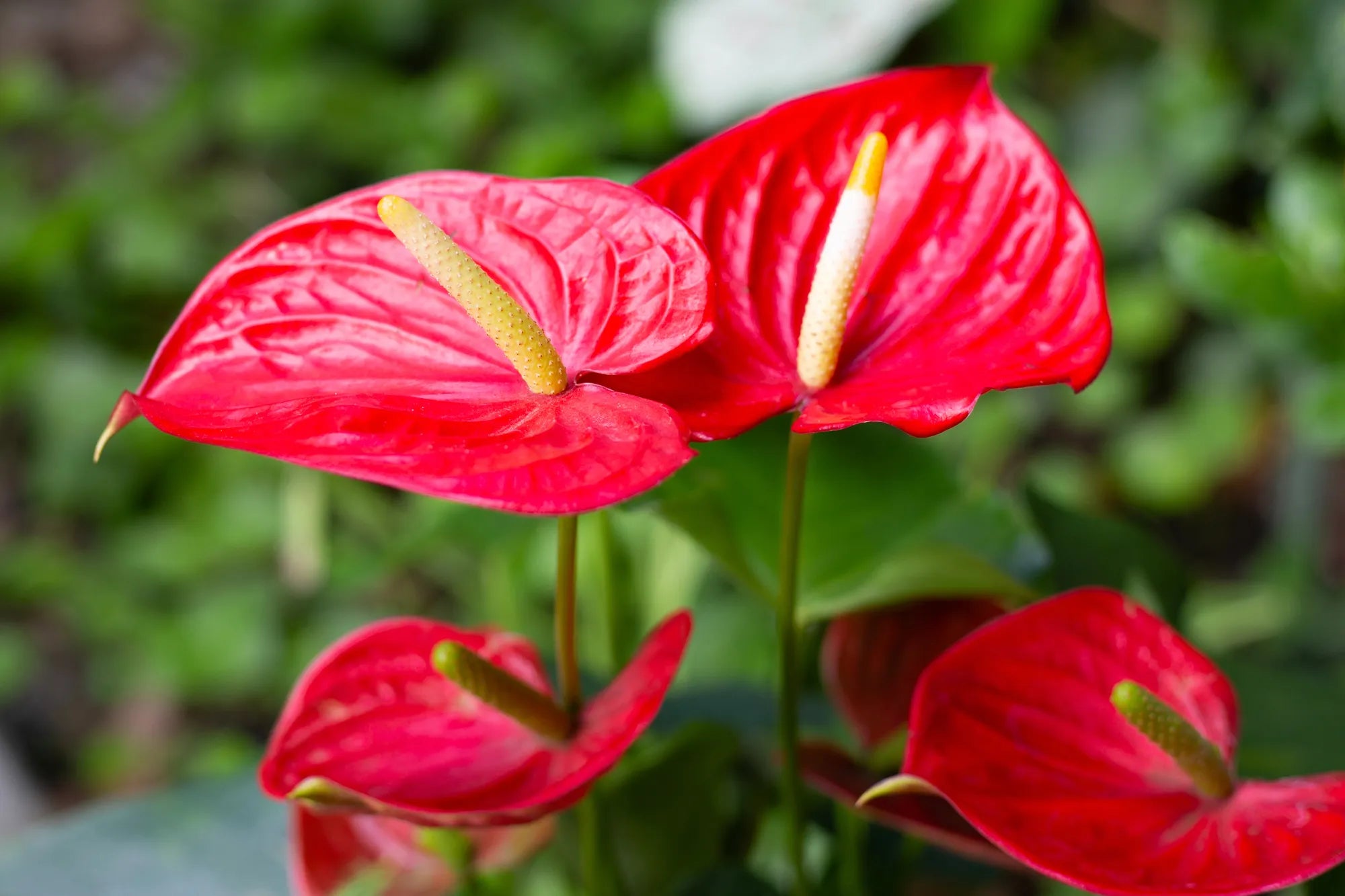 Anthurium Flower seeds for Planting Easy to Grow, Heirloom & GMO Free Seeds for Home Garden vegetable and garden seeds